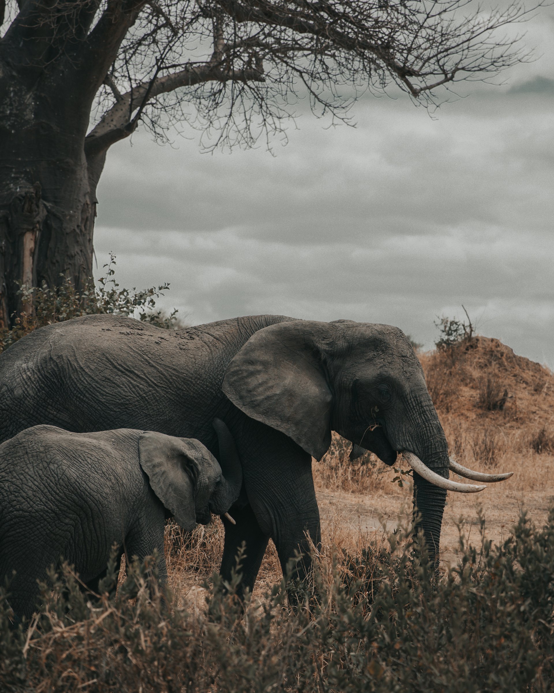 Elephants in Africa