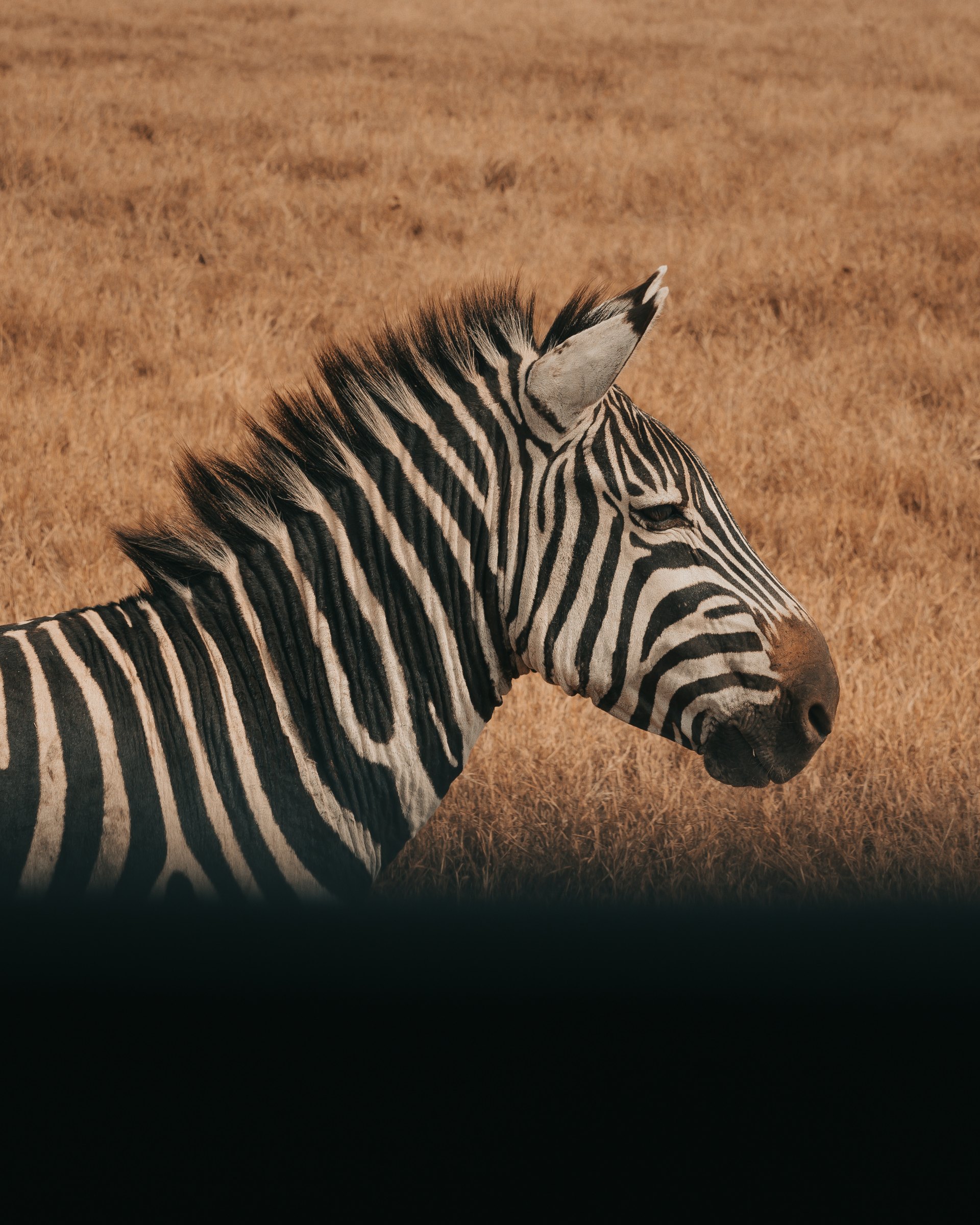 Zebra in Africa