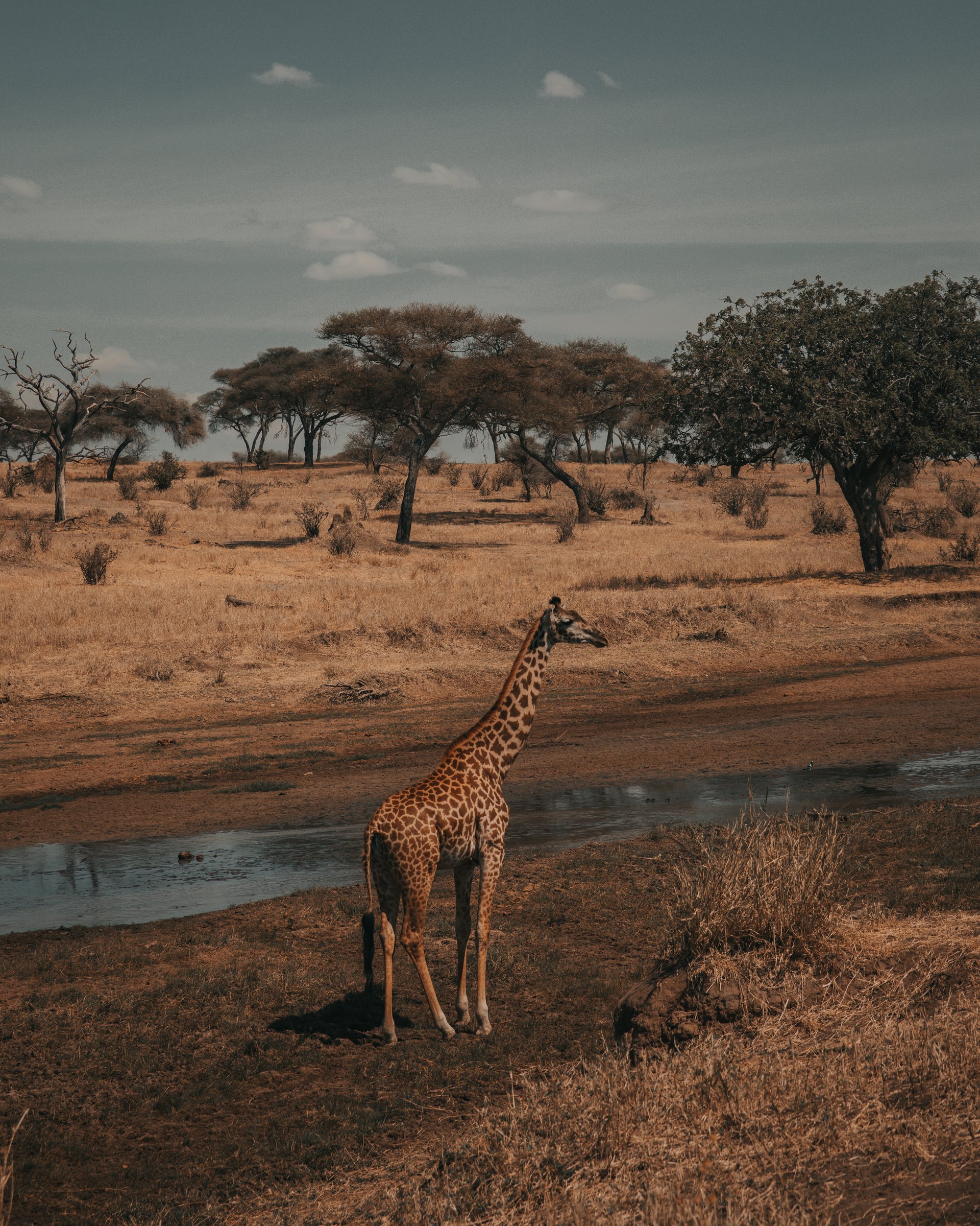 Giraffe in Africa