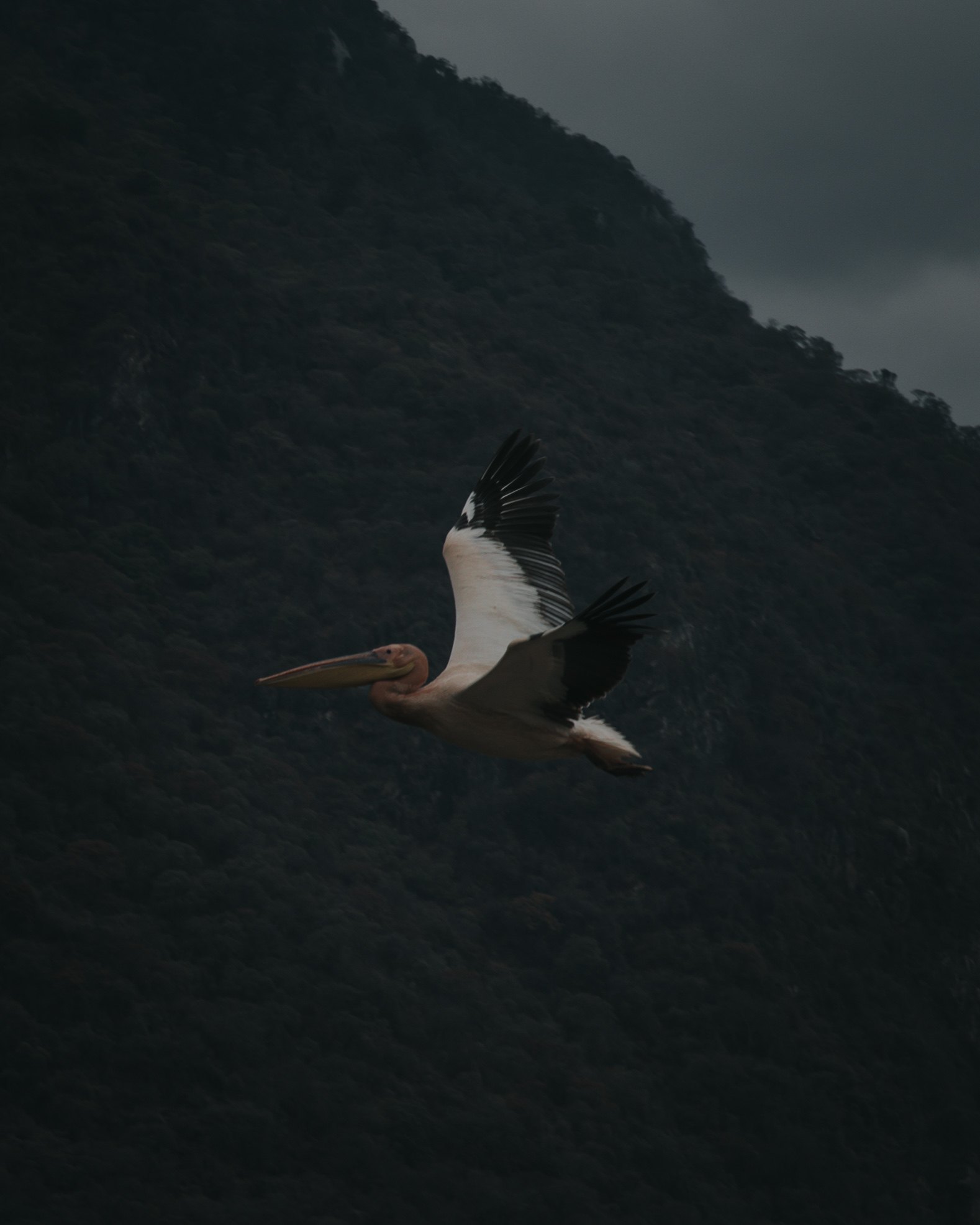 Birds and landscape in Africa