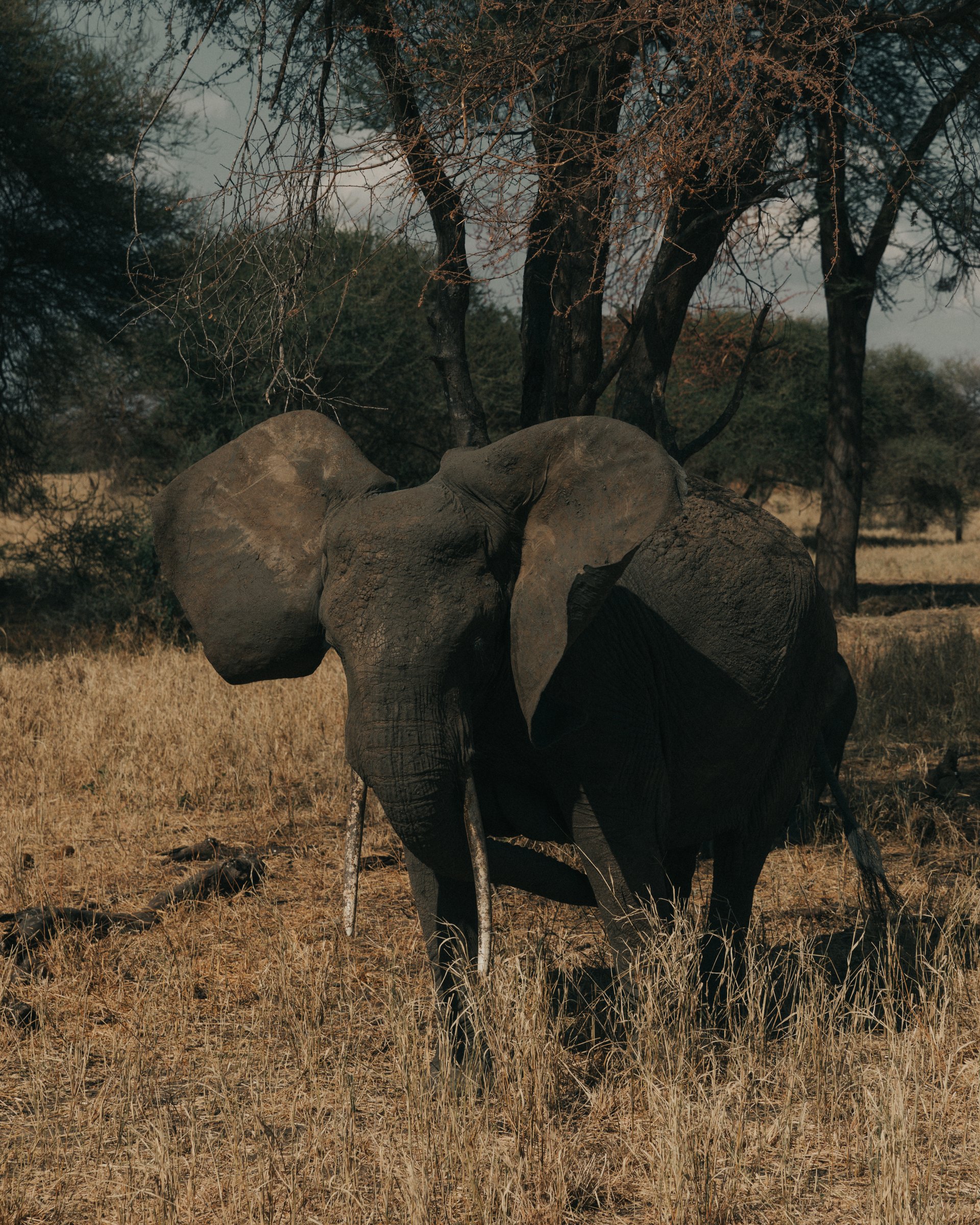Elephants in Africa