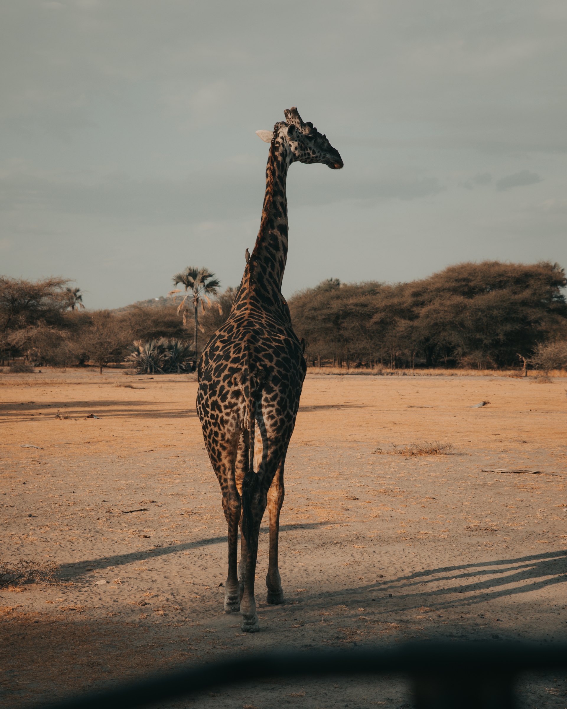 Giraffe in Africa