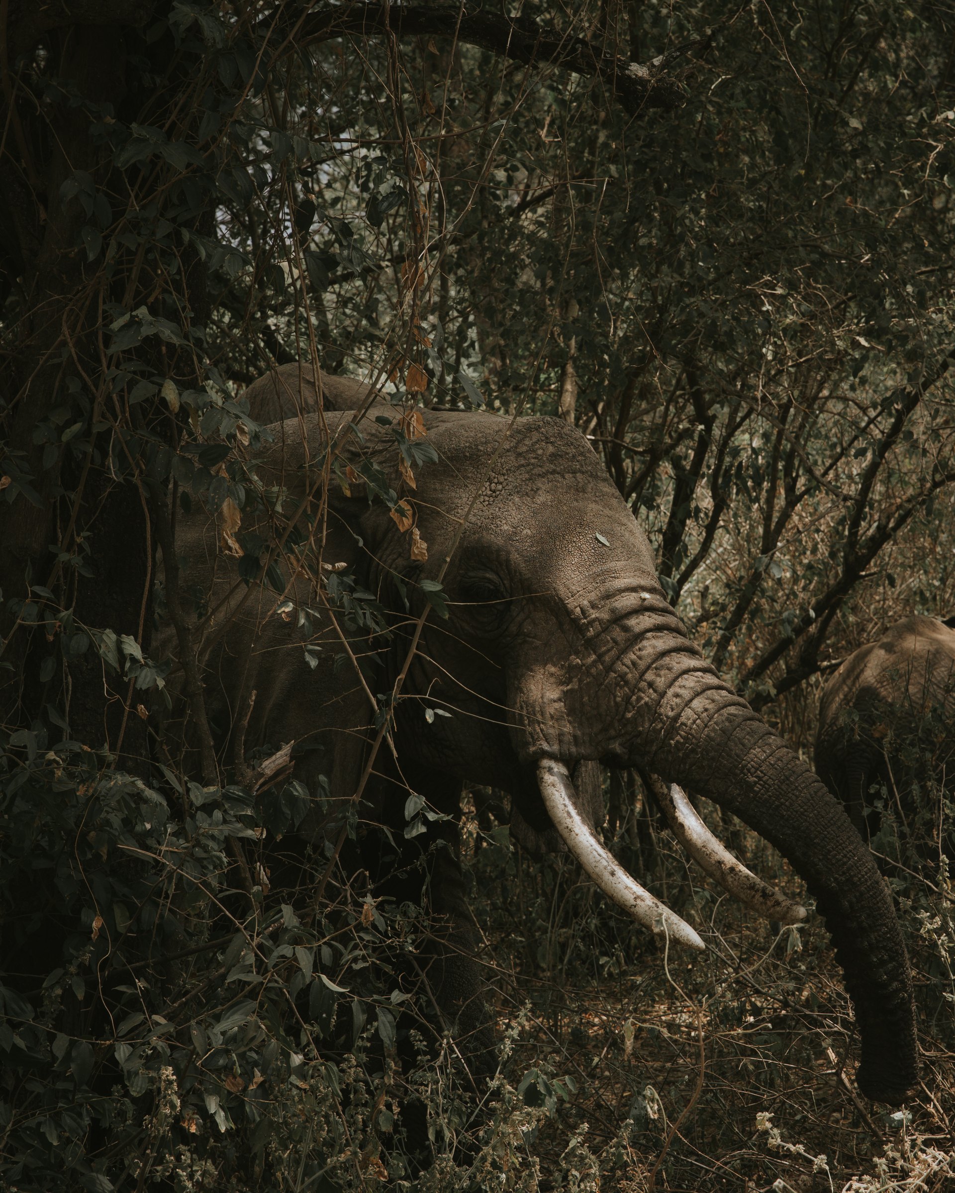 Elephants in Africa