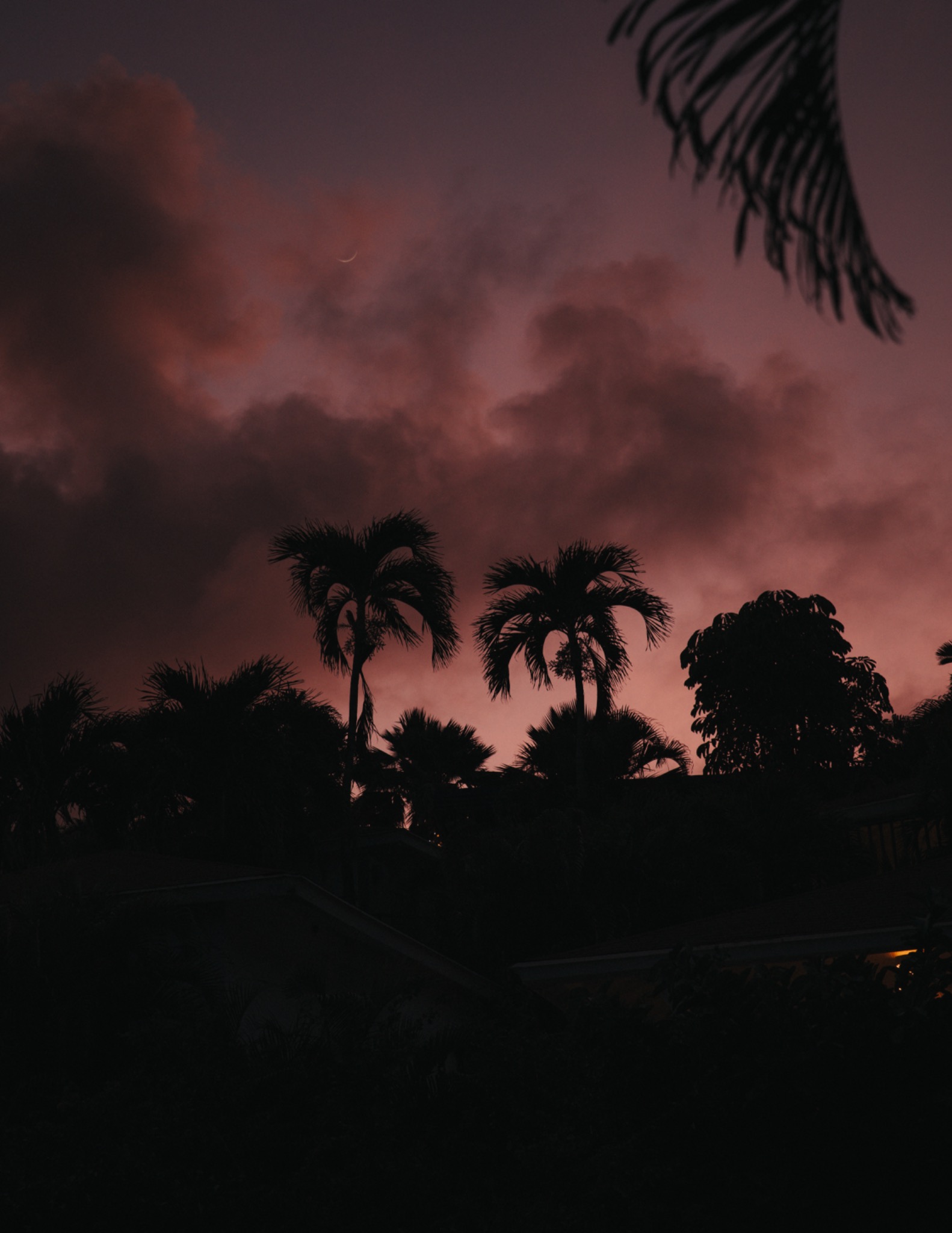 Palm trees silhouetted against a twilight sky